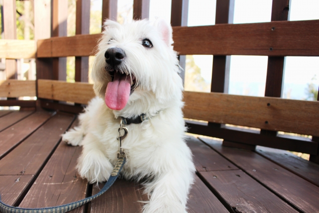 west-highland-white-terrier