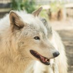 saarloos-wolfhond