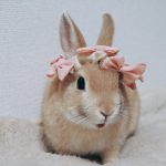 netherland-dwarf-rabbit