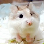 roborovsky-hamster