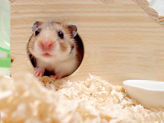 chinese-hamster