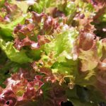 sunny-lettuce