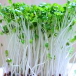 broccoli-sprout