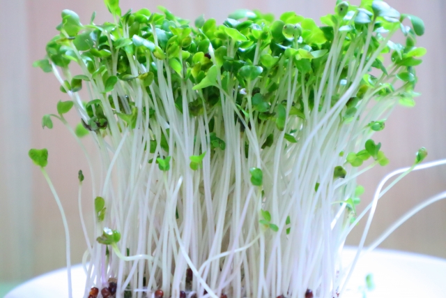 broccoli-sprout