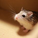 mouse-like-hamster