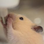 kinkuma-hamster
