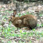 belgian-hare-rabbit