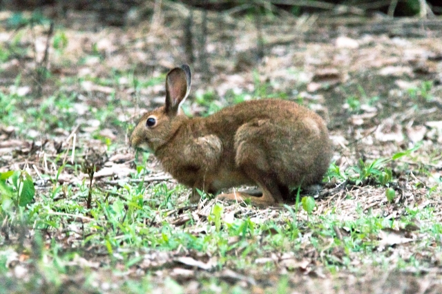 belgian-hare-rabbit