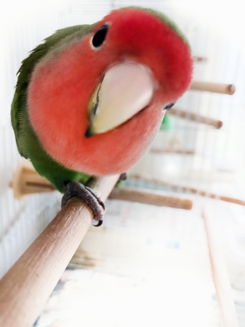 rosy-faced-lovebird
