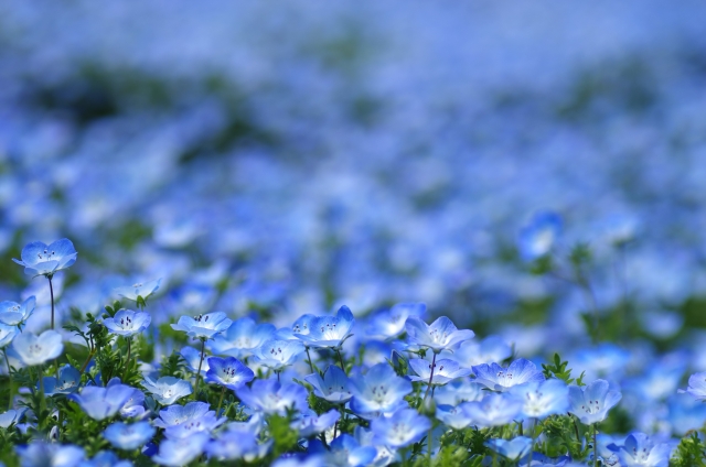 最新ネモフィラ 誕生 花 最高の花の画像