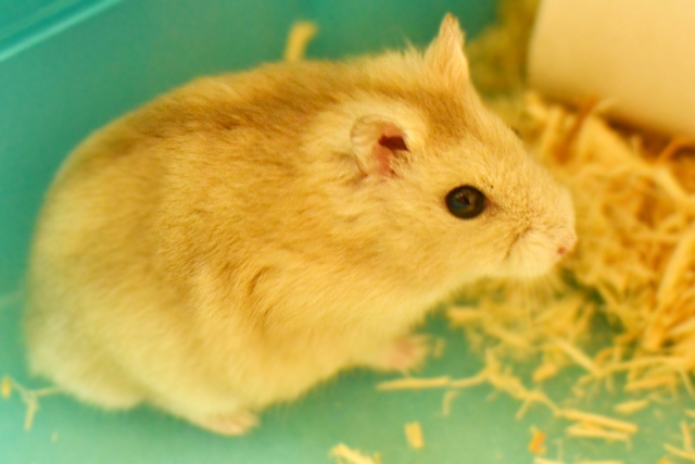 newton-hamster
