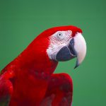 green-winged-macaw