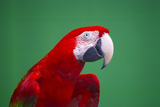 green-winged-macaw