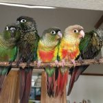 green-cheeked-parakeet