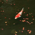 colored-carp-red-and-white