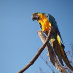 blue-and-yellow-macaw