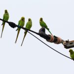 alexandrine-parakeet