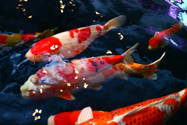 life-of-the-colored-carp-fish-red-and-white