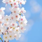 day-origin-of-the-cherry-tree-of-march-27